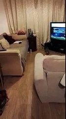 My cat likes playing fetch