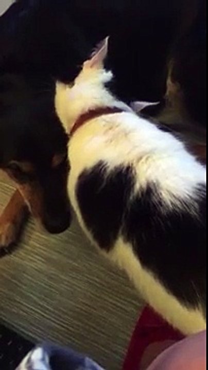 cat licks dog