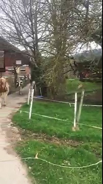 Cows goes outside for the 1st time since winter