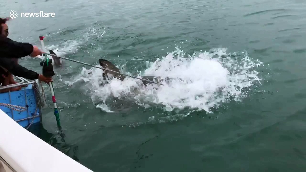 Bait handler enters into vicious tug-of-war with great white shark