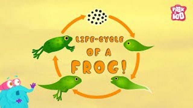 Life Cycle Of A FROG! - The Dr. Binocs Show | Best Learning Videos For Kids | Peekaboo Kidz