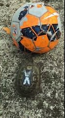 Tortoise playing with a football