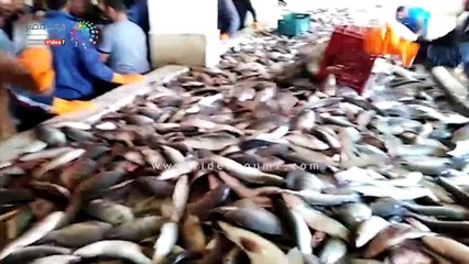 لحظة افتتاح موسم الصيد مزرعة أسماك برسيق بالبحيرة