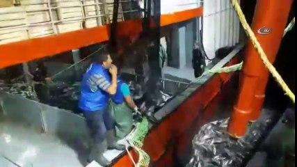 Karadenizli Balıkçıların Yüzü Palamut İle Güldü