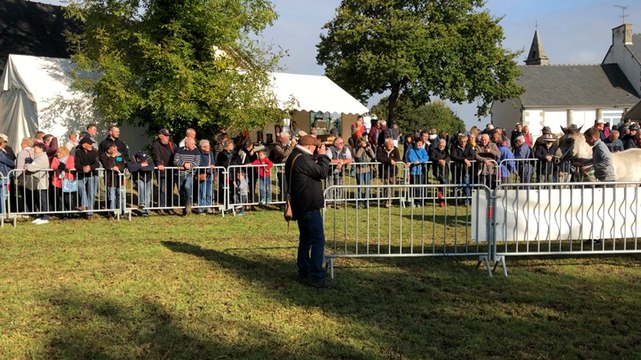Foire aux chevaux