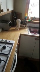 Cat gets a fright from the toaster