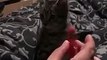 cat spinning the fidget spinner