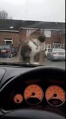 cat chills on lads car bonnet and wont get off