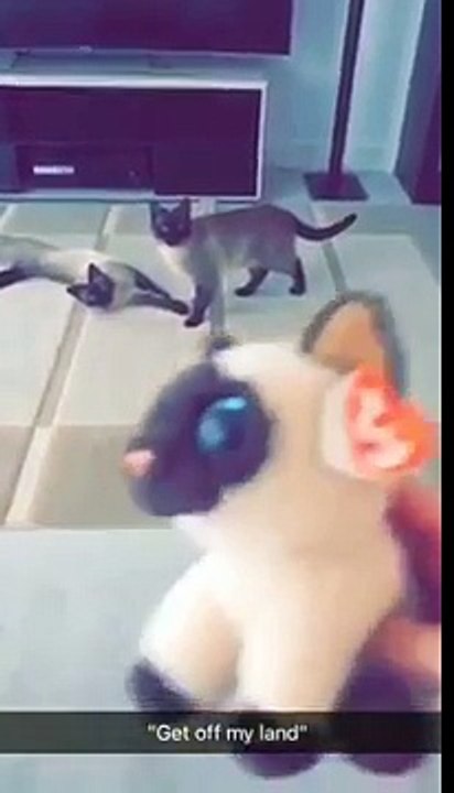 Cat hates the toy being on its perch