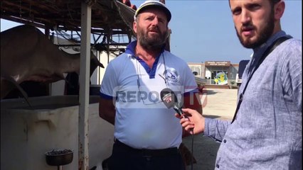 Report Tv-Vetëm tre milje larg Sazanit, kapet peshkaqeni i përmasave të frikshme