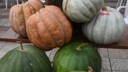 Edirne'de 160 Kiloluk Kabak Görenleri Şaşırtıyor