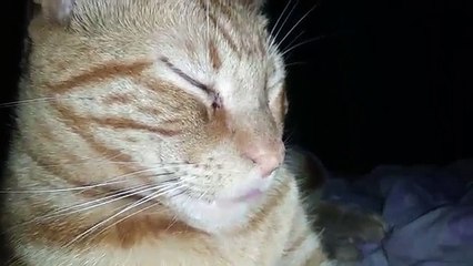 weird cat sticks out its weird tongue