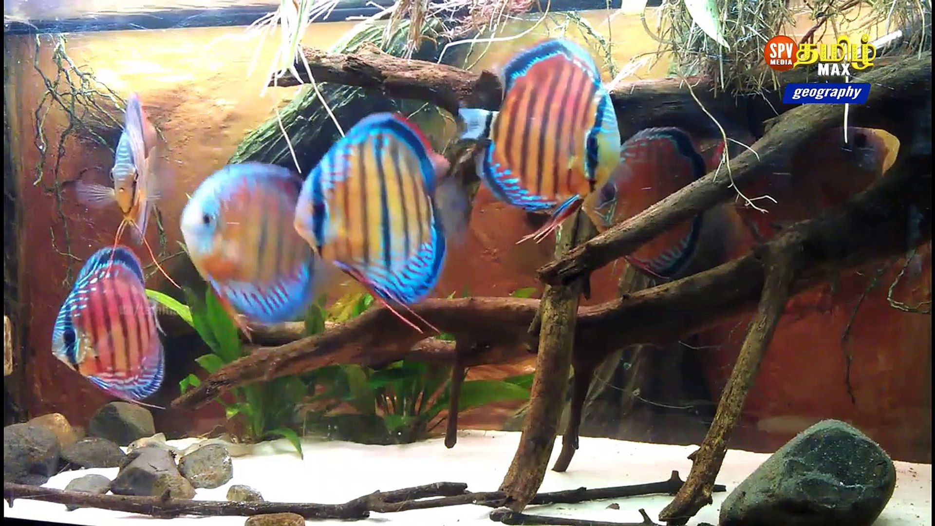 ⁣Animal Planet _ DISCUS FISH Beautiful