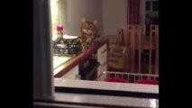 Stealth Cat Sneaks Up On Owner