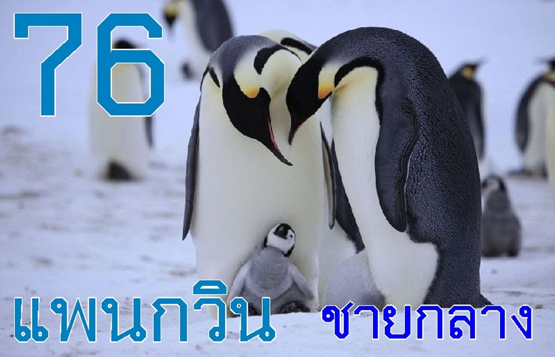 แพนกวิน - ชายกลาง (แต่งเอง เพลงที่ 76)