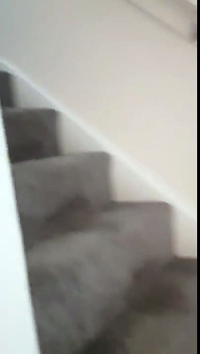 Kitten creeps up on owner