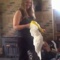 Dog run away after facing duck, lets see reason in this video