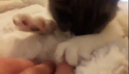 Kitten kneads fluffy blanket and falls asleep