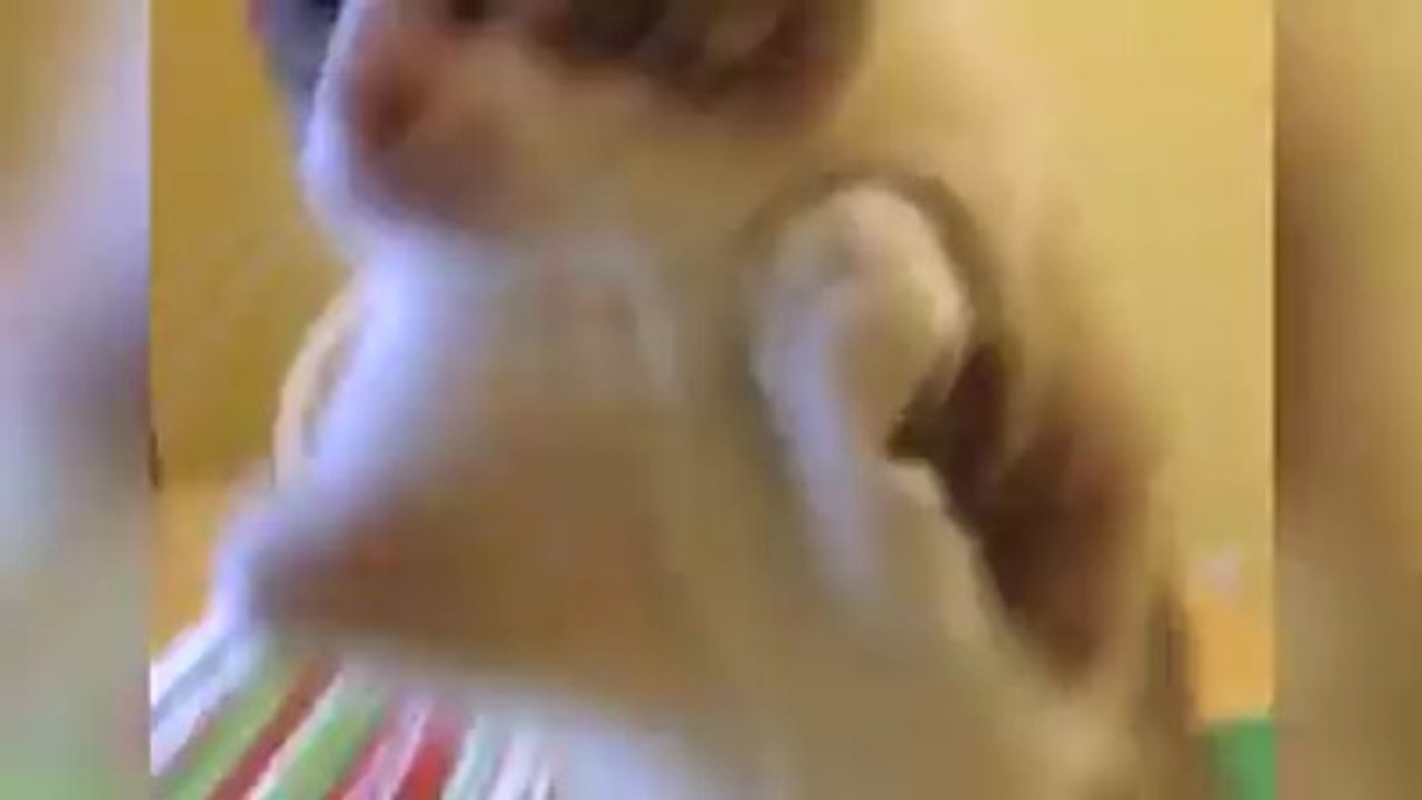 KUCING TANPA KAKI