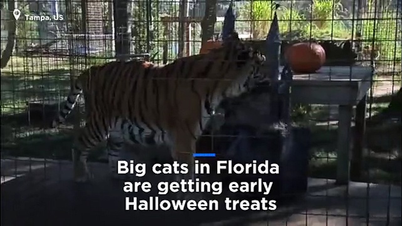 Watch- Tigers and jaguars get an early Halloween treat