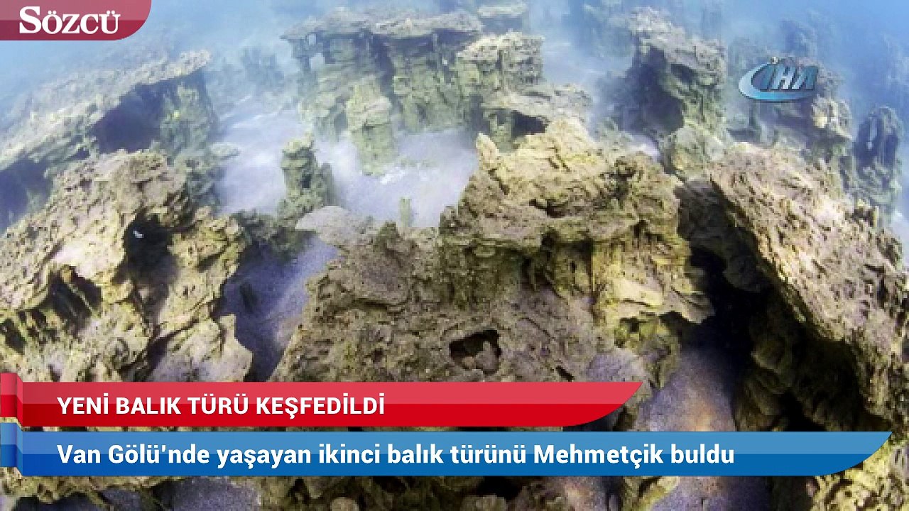 Van Gölü’nde yaşayan ikinci balık türünü Mehmetçik buldu