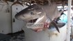 Report TV - Kapet pranë Sazanit “peshkaqeni dem”, i rrezikshëm dhe 3 metra i gjatë