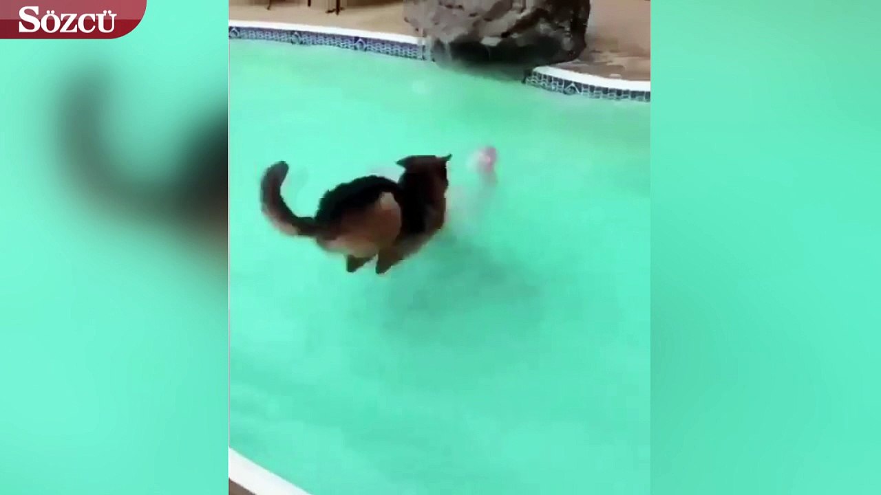 Cankurtaran köpek