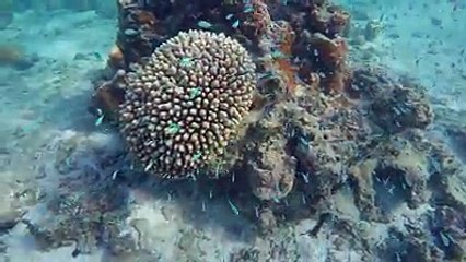 The Blue Green Damsel Fish (Chromis Viridis) is native to the coral reef systems of the Indo-Pacific Oceans.  They live in large shoals of up to one thousand me