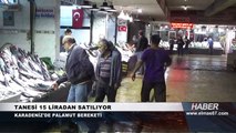 Karadeniz'de palamut bereketi