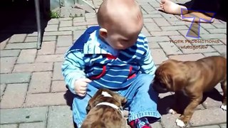 Funny babies annoying dogs - Cute dog & baby compilation