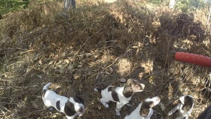 Chiots springers anglais de Beauchezal