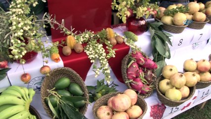 Nar tanesini düşürmeden yemek için kıyasıya yarıştılar
