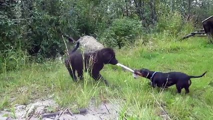 Dachshund and Newfoundland Play Tug of War