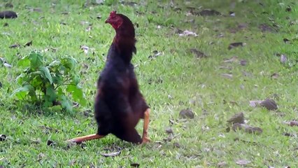 O galo macho The Gantle Chicken Stand up Walking