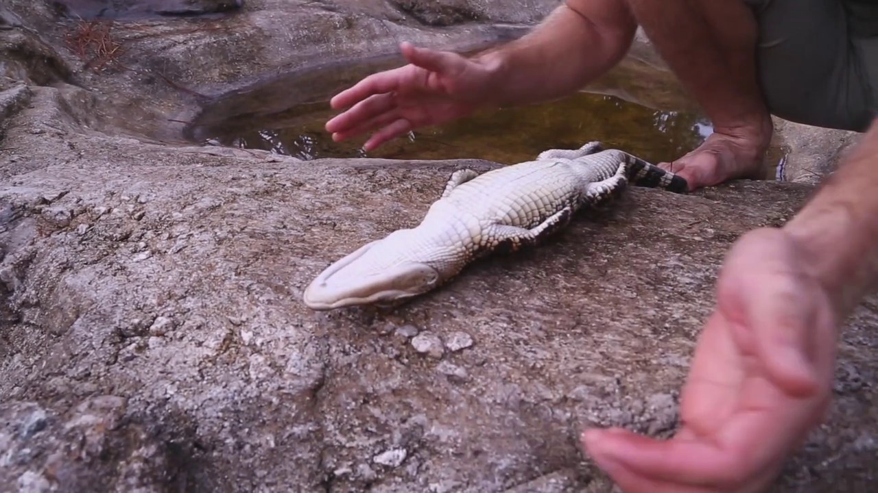 Comment endormir un alligator... Joli