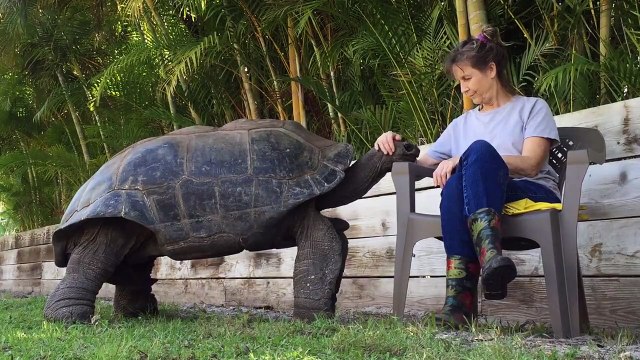 Elle a pour animal de compagnie une tortue géante qui adore les calins