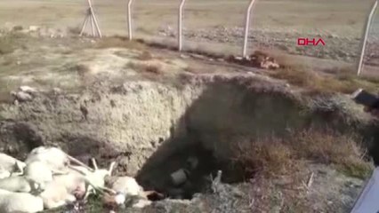 Denizli Aç Bırakılan 150 Keçi Telef Oldu