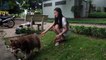 [SUPER] Lovely Smart Girl Playing Baby Cute Group Dogs | How To Play With Puppy Dog & Pet | ITFN