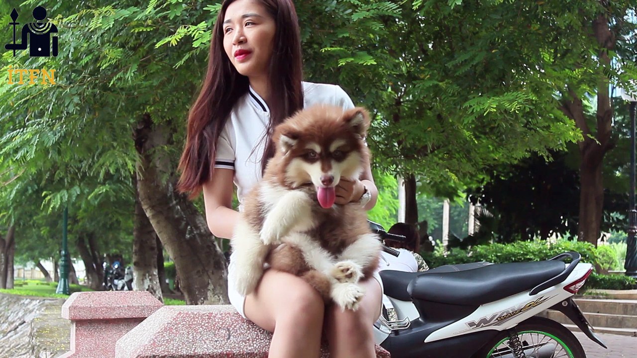 [SUPER] Lovely Smart Girl Playing Baby Cute Group Dogs | How To Play With Puppy Dog & Pet | ITFN