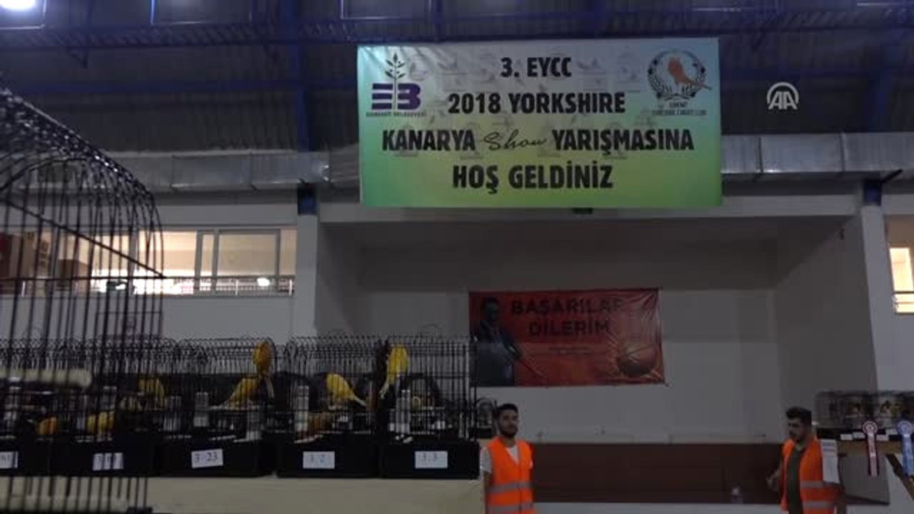 Kanarya Güzellik Yarışması"