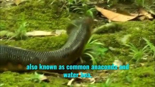 The green anaconda (Eunectes murinus)