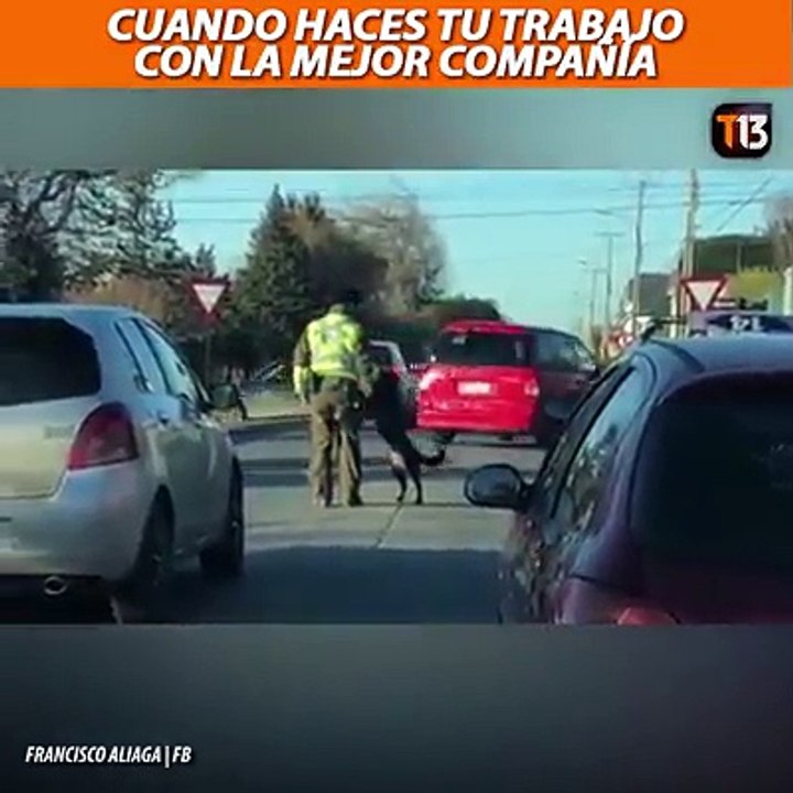 ‍♂ "Felicidad pura para empezar el día" publicó un usuario de Facebook al compartir este video de un perro jugando con un carabinero en servicio de tránsito,