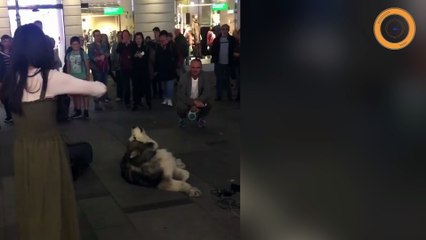 Un husky chante en duo avec une violoniste
