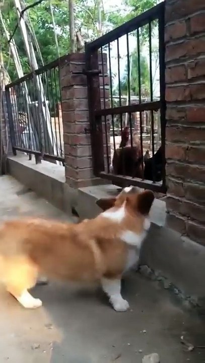 Chien vs Poules