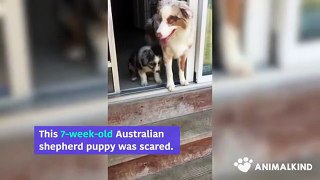 Melt your heart: dogs help scared puppy conquer fears