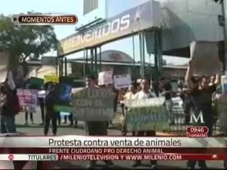 Protestan contra de venta animales en época navideña