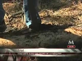 Después de la sequía en Durango... vienen los escarabajos