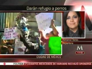 Organizaciones ofrecen refugio a perros en el caso Iztapalapa