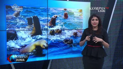 Aktivis Larang Turis Berenang dengan Singa Laut