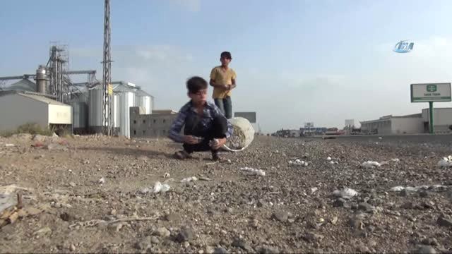 Yola Saçılan Pamukları Satarak Okul Harçlıklarını Çıkarıyorlar